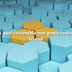 Question : À quoi ressemble une poule rousse du Rhode Island